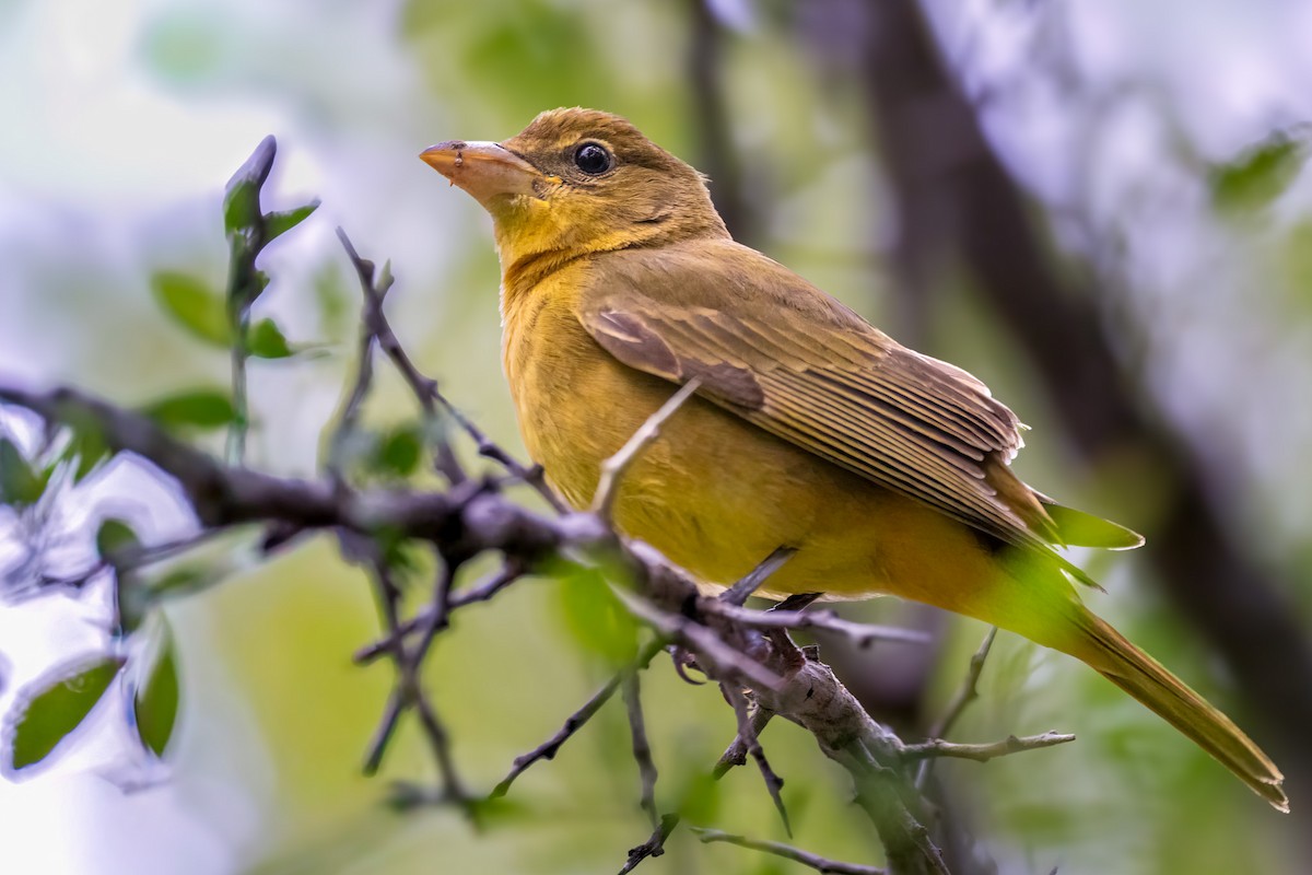 Summer Tanager - ML646707760