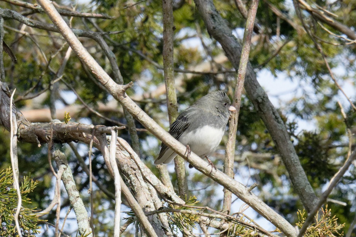 Dark-eyed Junco - ML646707761