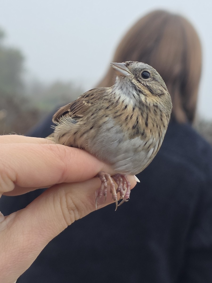 strnadec pruhohlavý - ML646707762