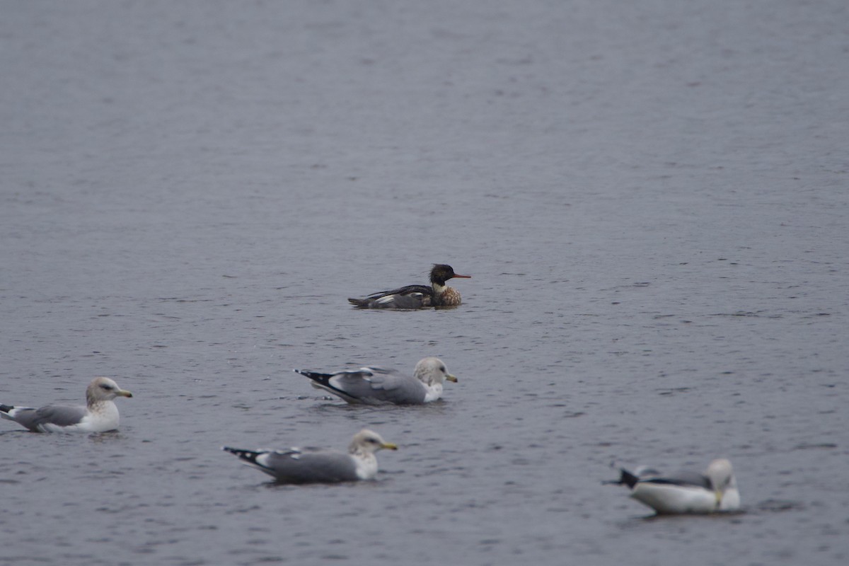 מרגון בינוני - ML646707763