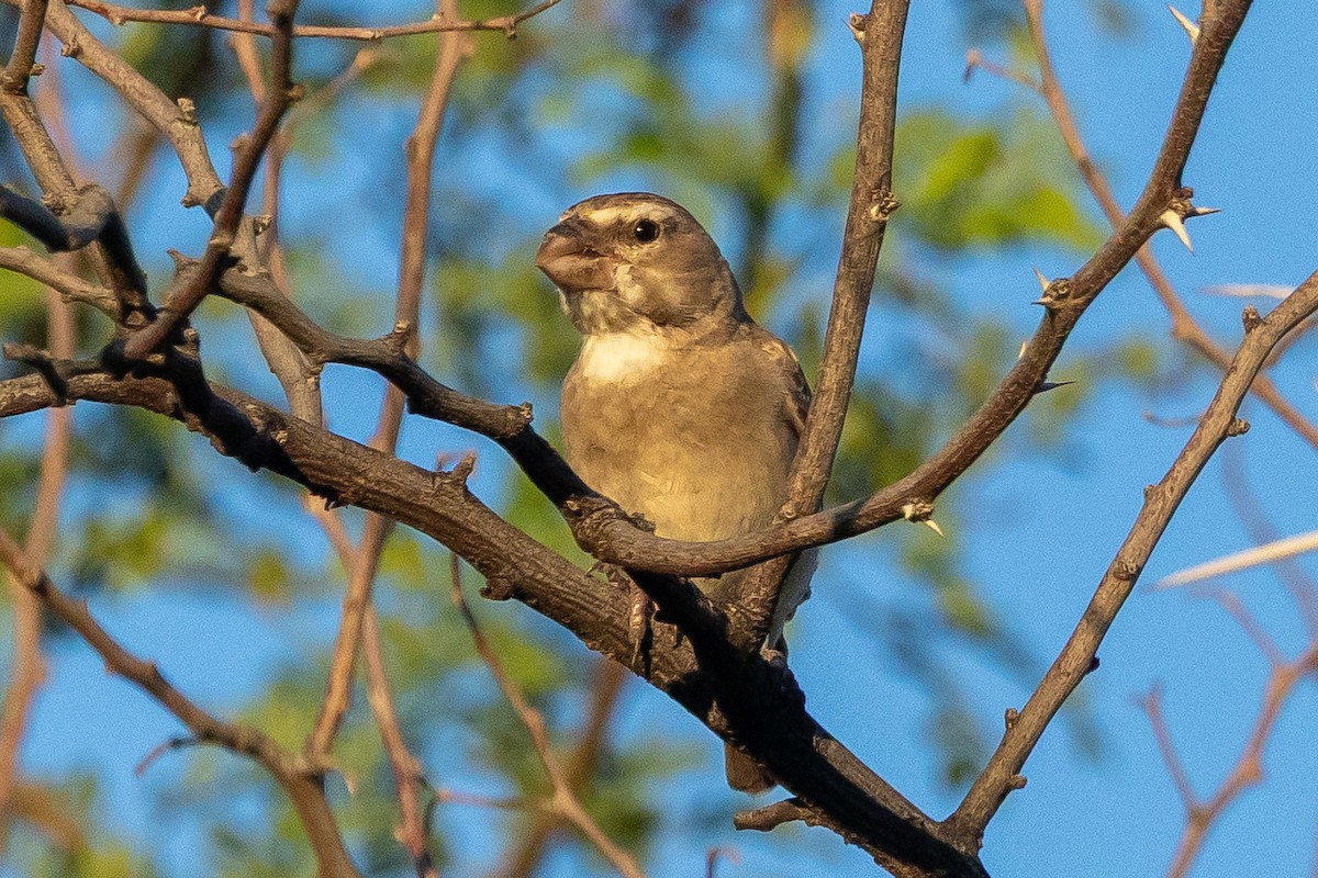 Белогорлый канареечник - ML646707764