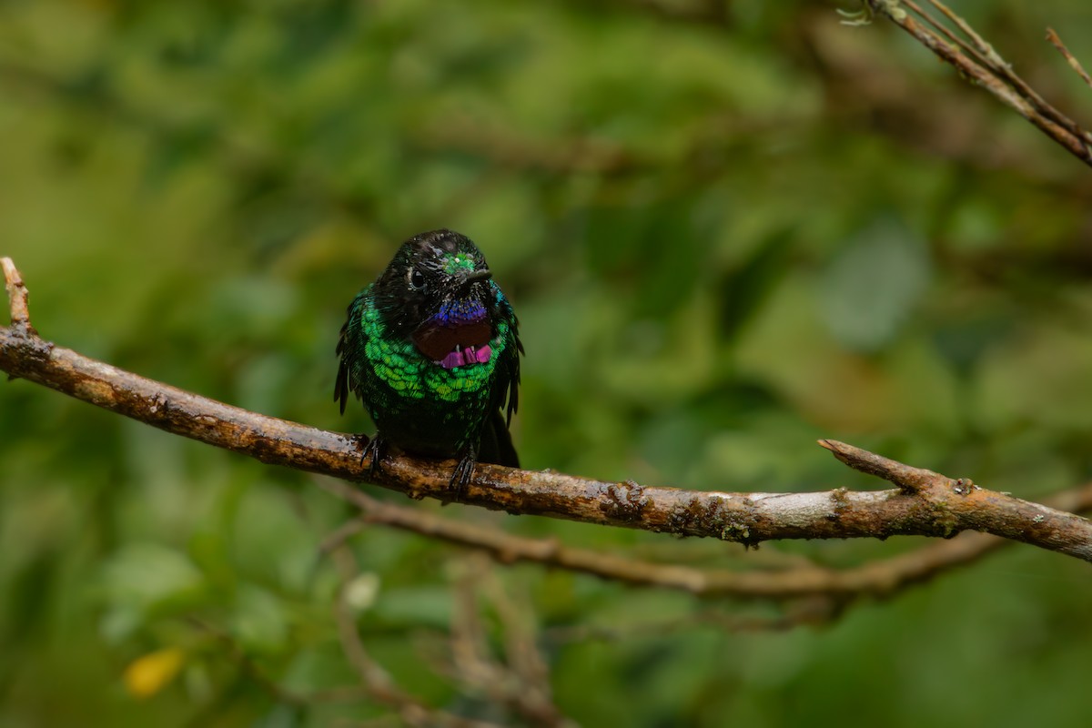 Турмалиновый феб - ML646707767