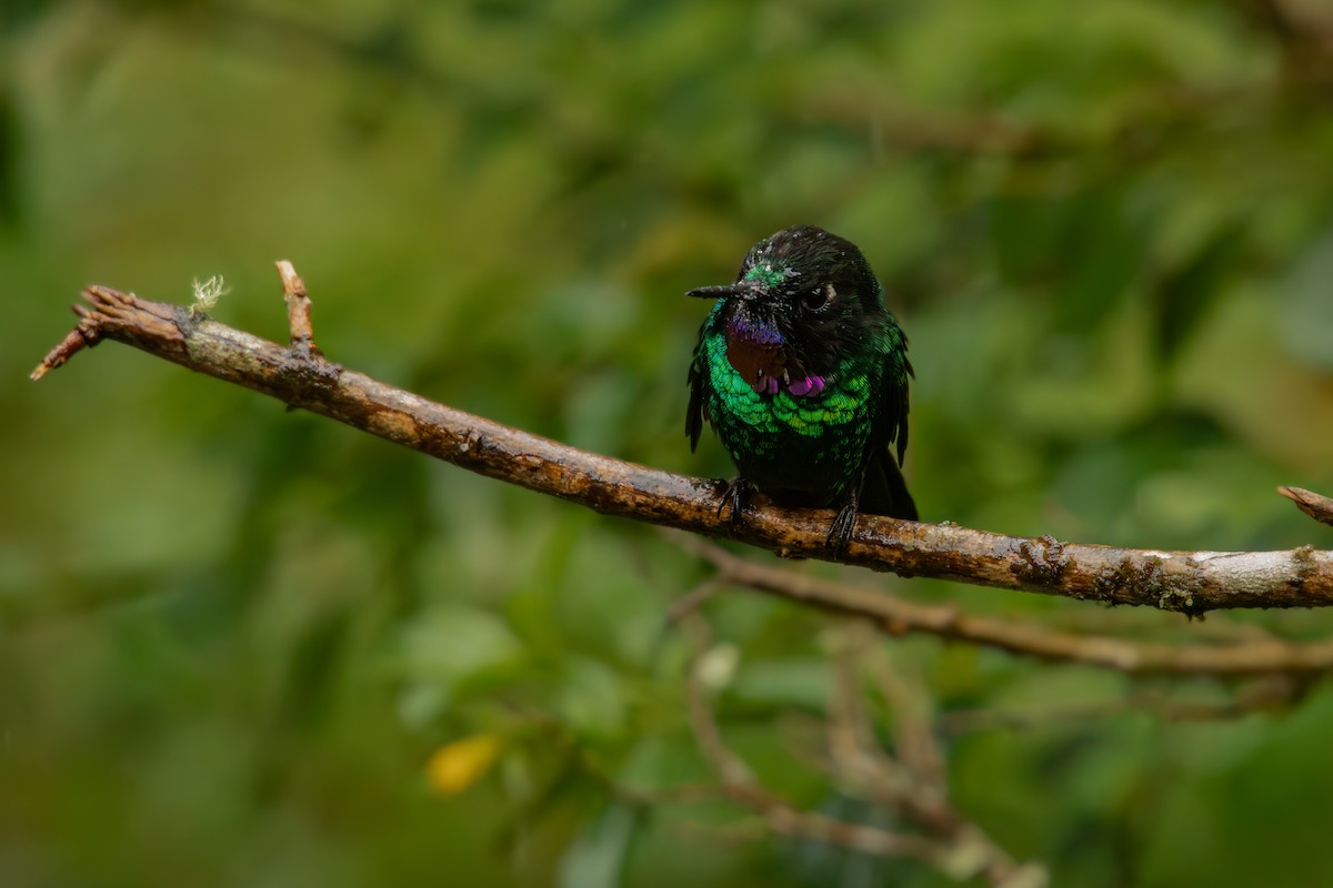 Турмалиновый феб - ML646707768