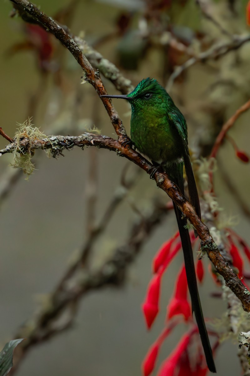 Небесный сильф - ML646707772