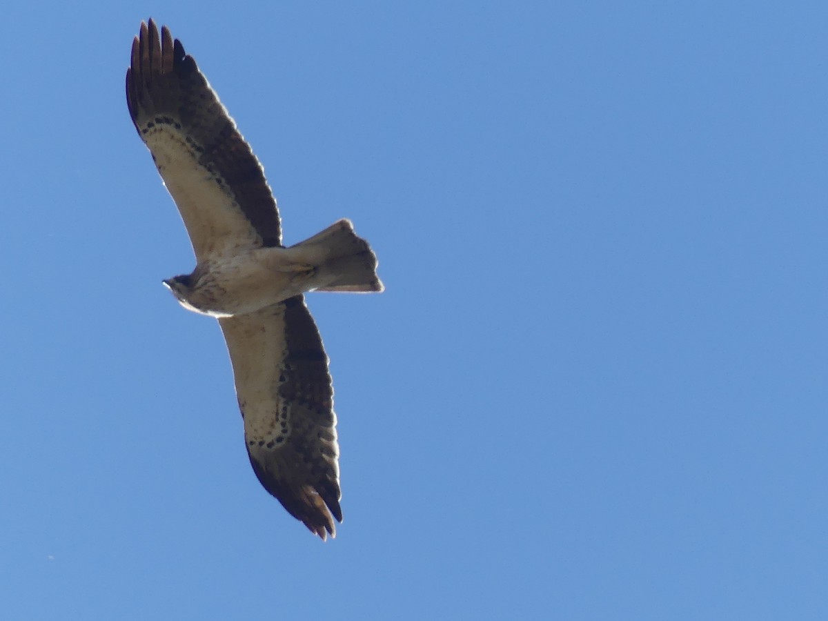 靴隼鵰 - ML646707779