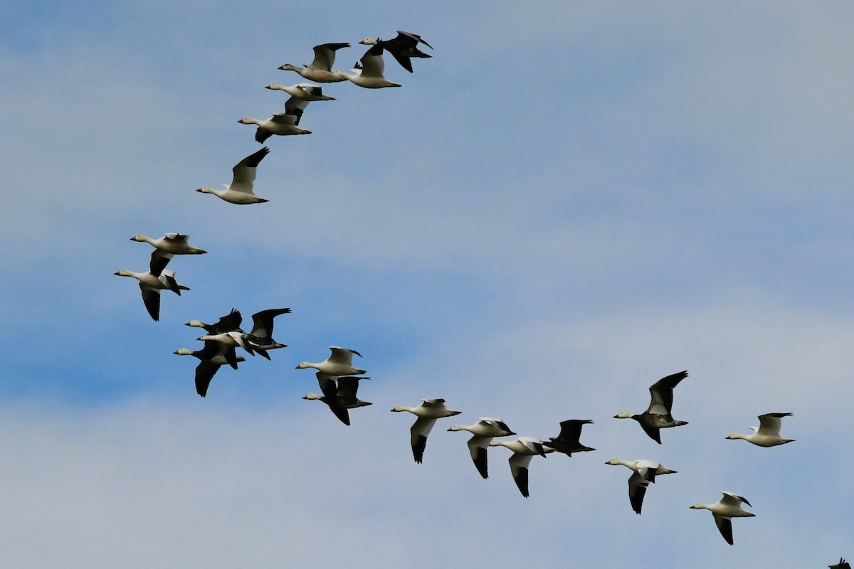 Kar Kazı - ML646707780