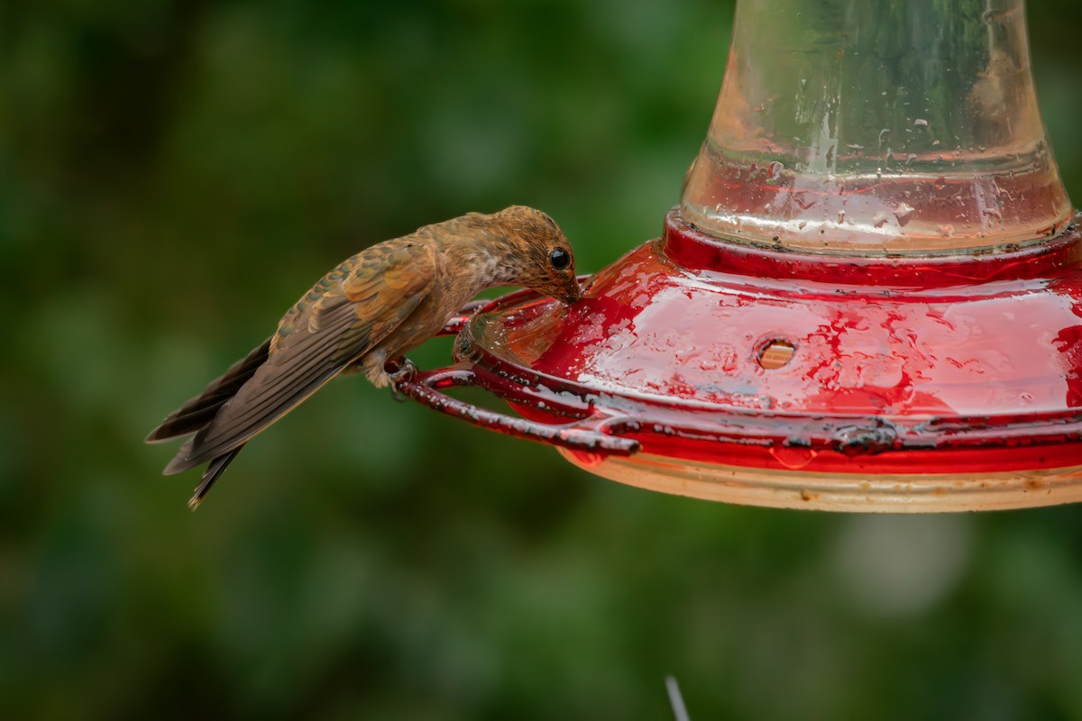 Бронзовый инка - ML646707782