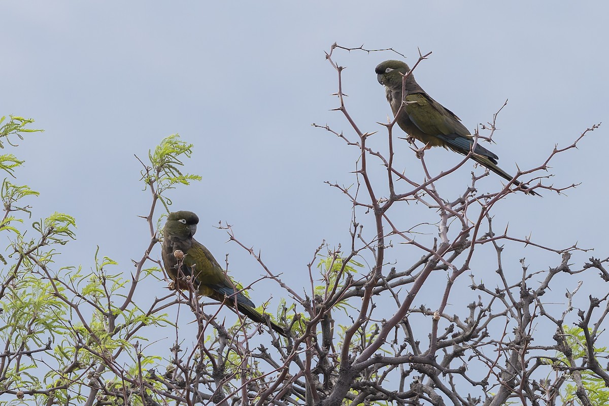 Папуга патагонський - ML646707784