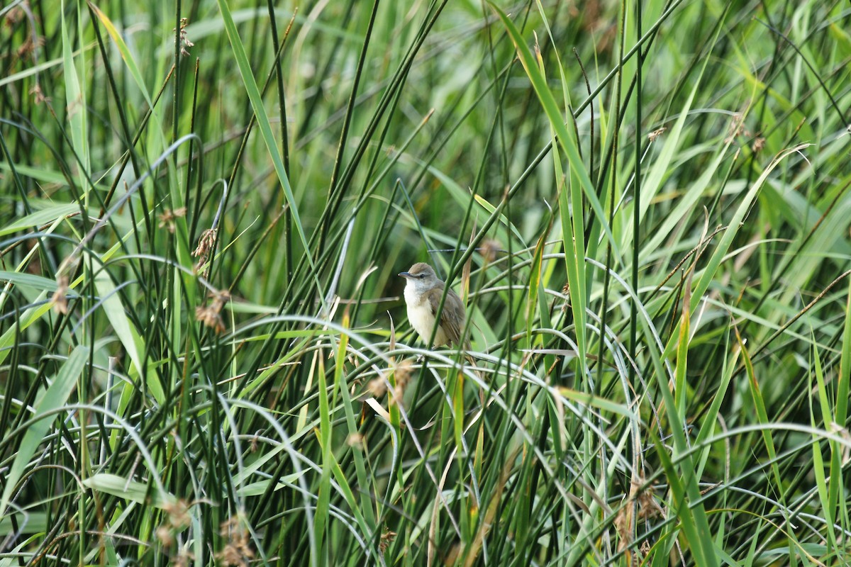 ニシオオヨシキリ - ML646707787