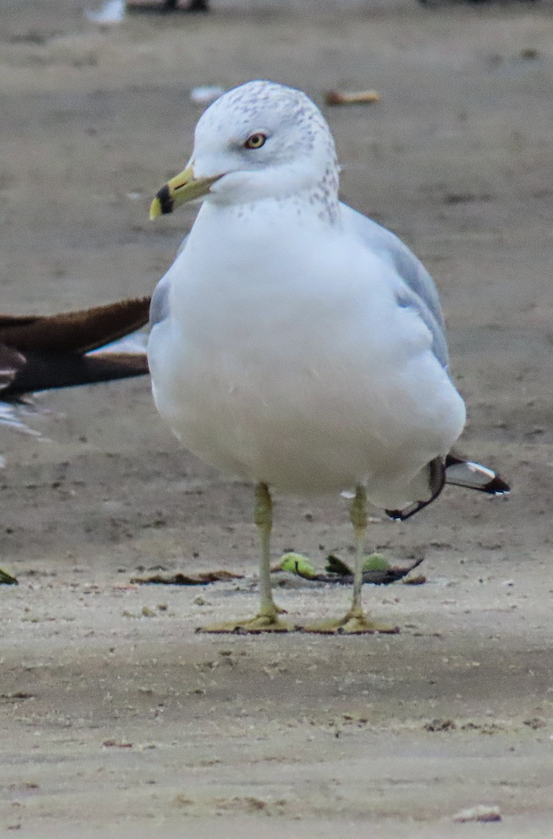 שחף עקוד-מקור - ML646707792