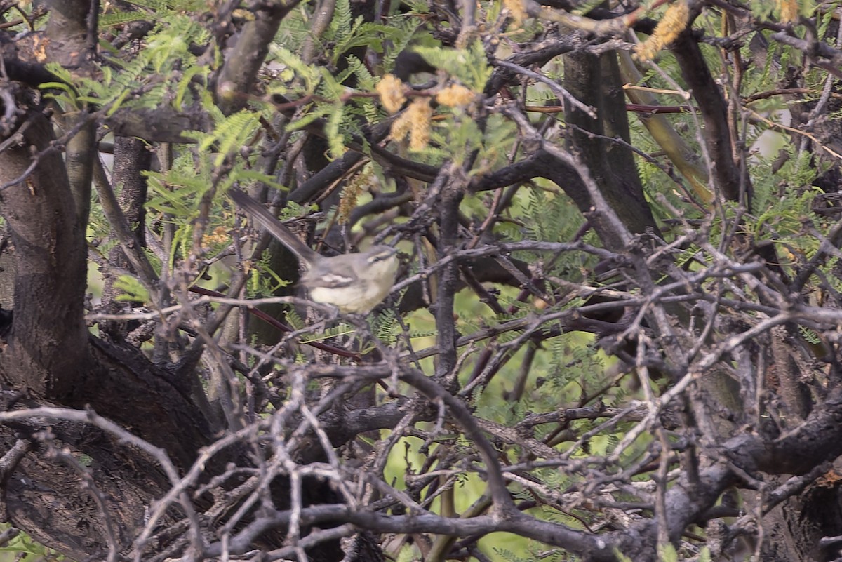 Каландрита велика - ML646707793