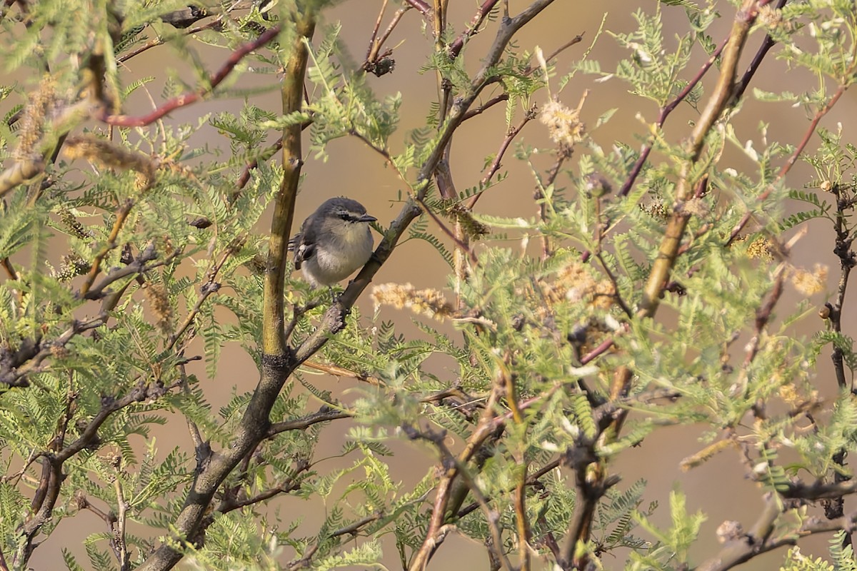 Каландрита велика - ML646707794