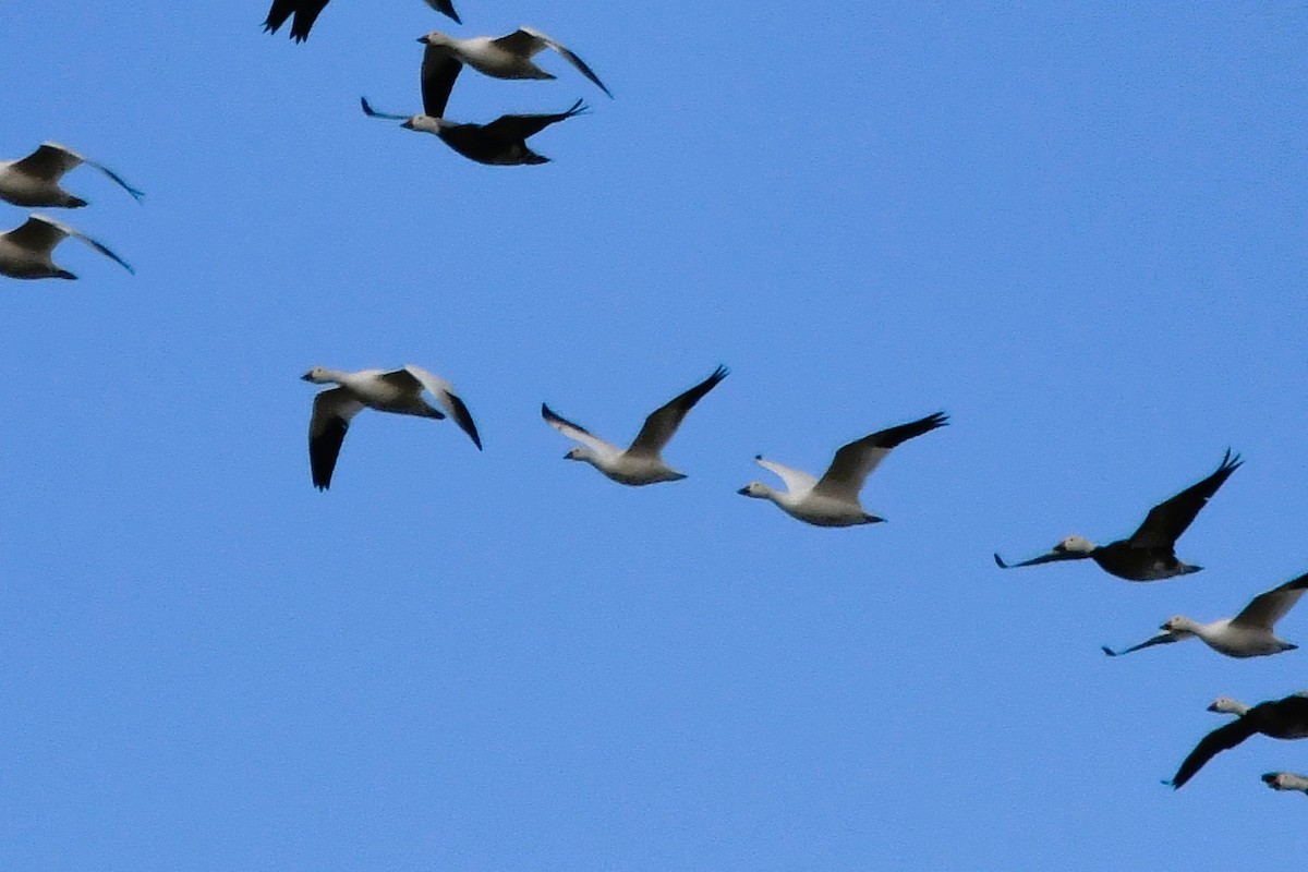 Küçük Kar Kazı - ML646707795