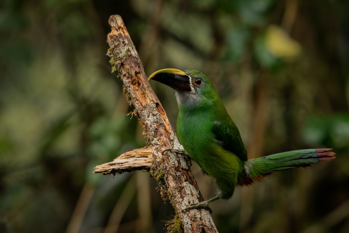 Андский туканет - ML646707796