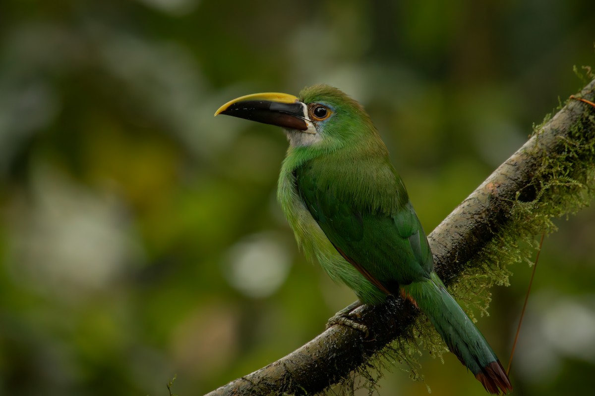 Андский туканет - ML646707797