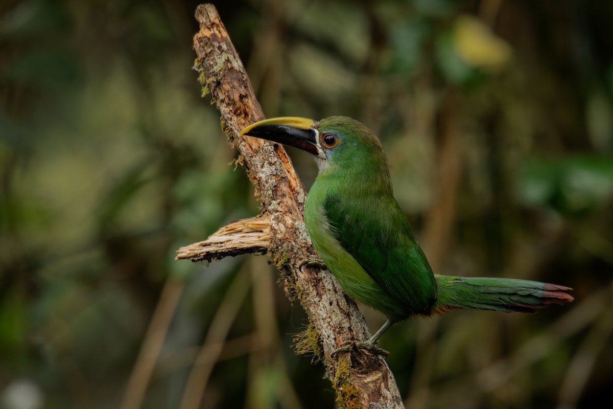Андский туканет - ML646707799