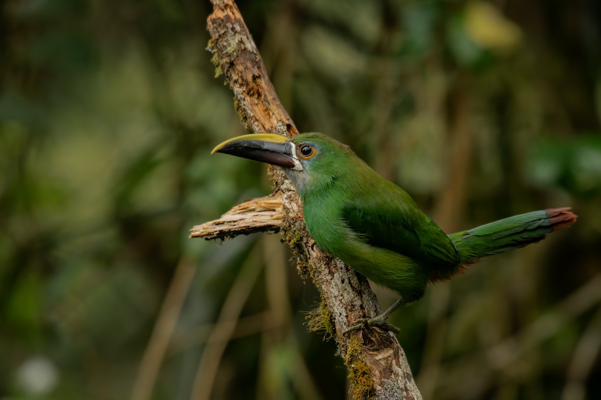 Андский туканет - ML646707800