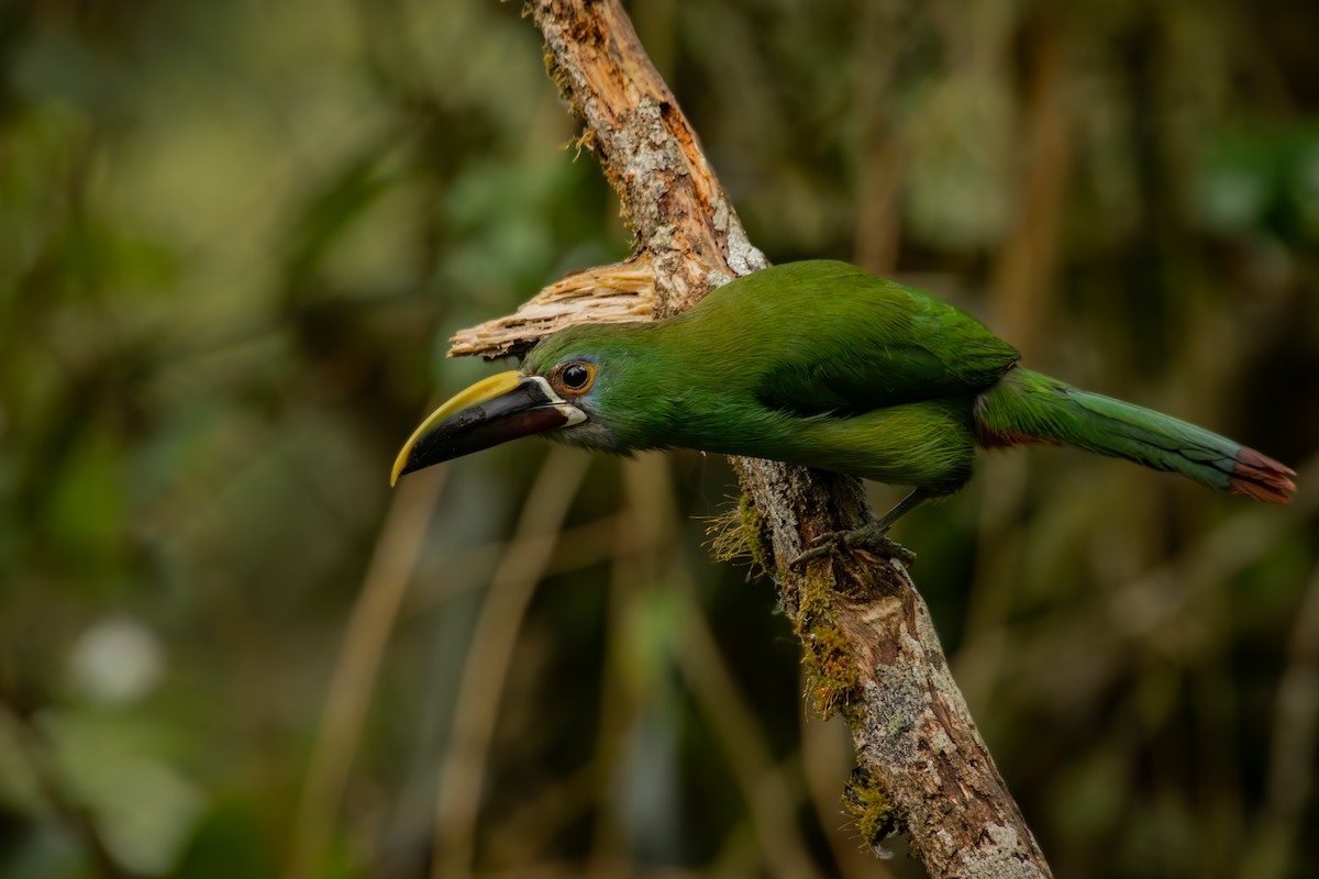 Андский туканет - ML646707801