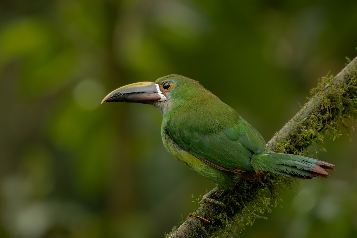 Андский туканет - ML646707802