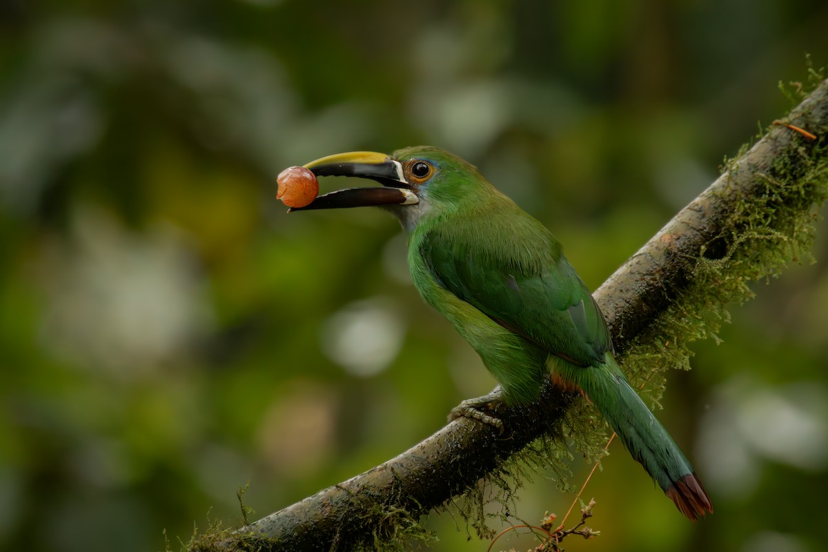 Андский туканет - ML646707803