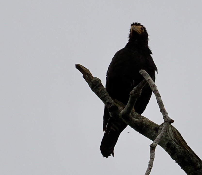 キノドカラカラ - ML646707806