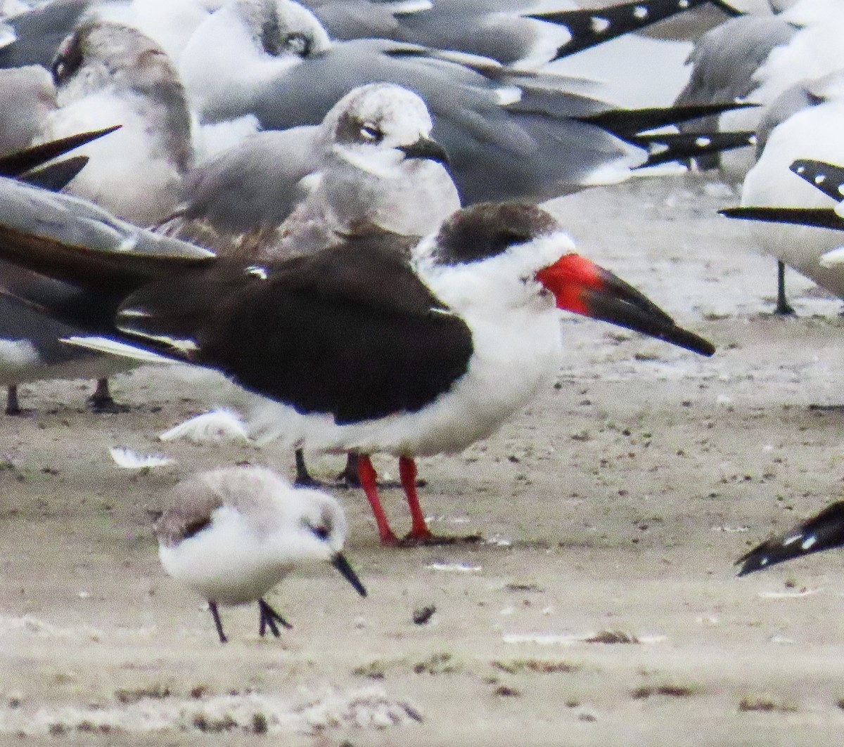 Black Skimmer - ML646707807