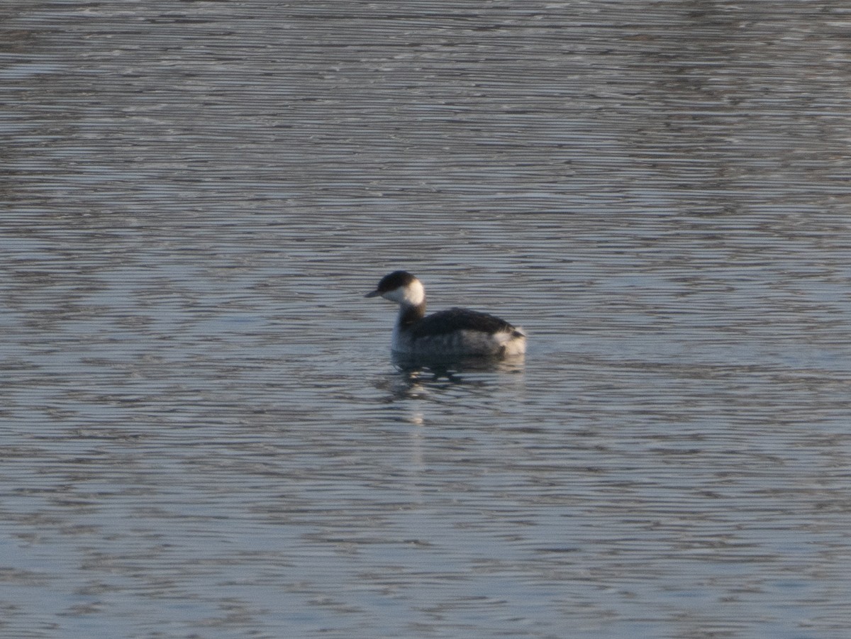 טבלן לבן-לחיים - ML646707813