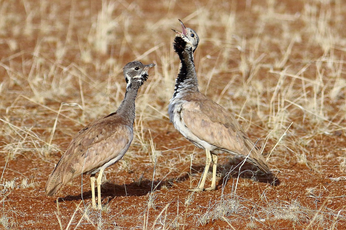 コノドグロショウノガン - ML646707814