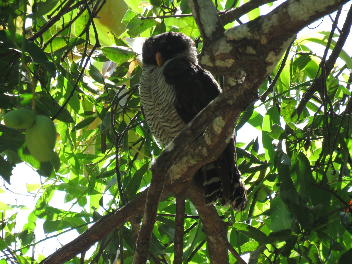 Black-and-white Owl - ML646707815