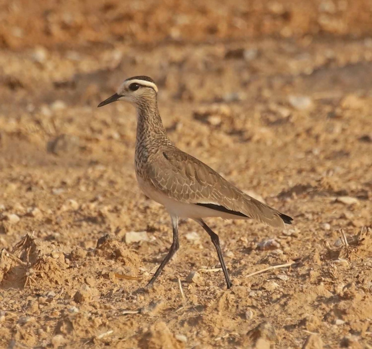 マミジロゲリ - ML646707816