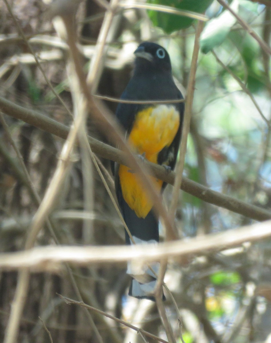 Black-headed Trogon - ML646707817