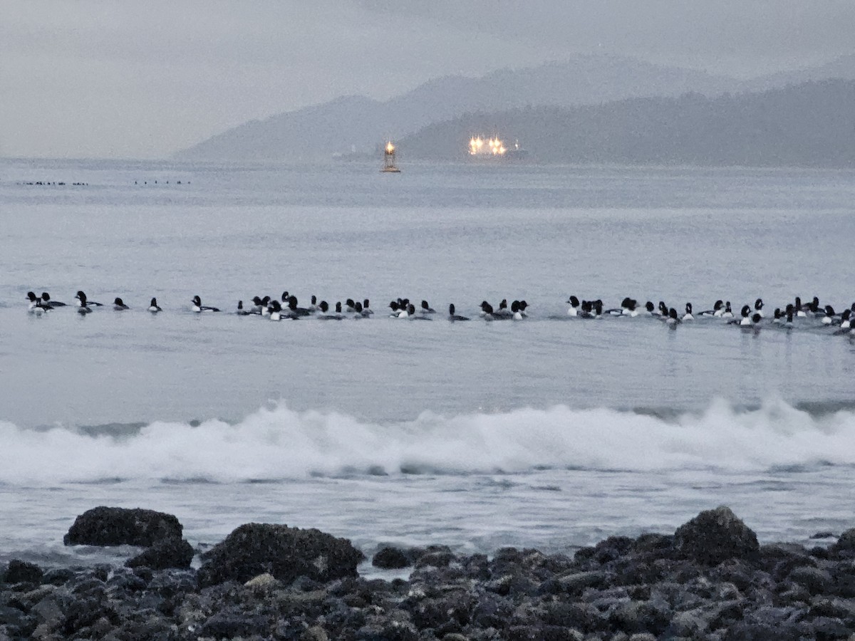 Murgilari islandiarra - ML646707820