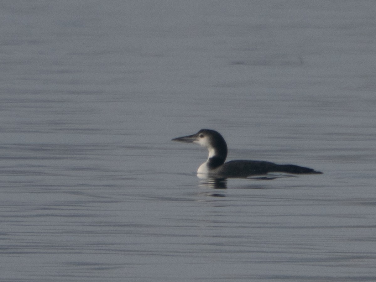 צוללן צפוני - ML646707823