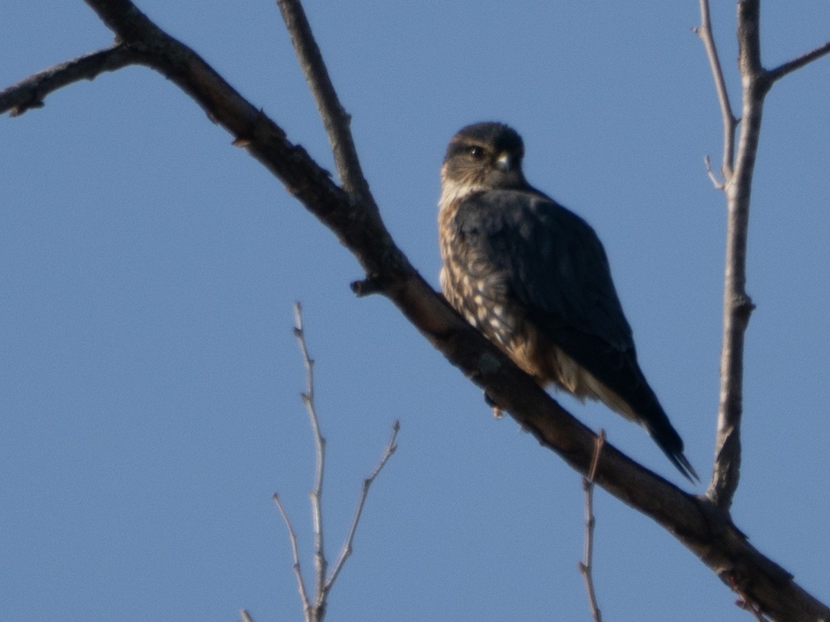 בז גמדי - ML646707838