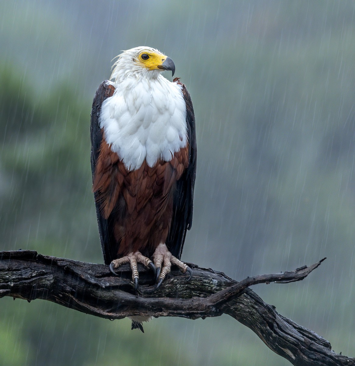 flodørn - ML646707844