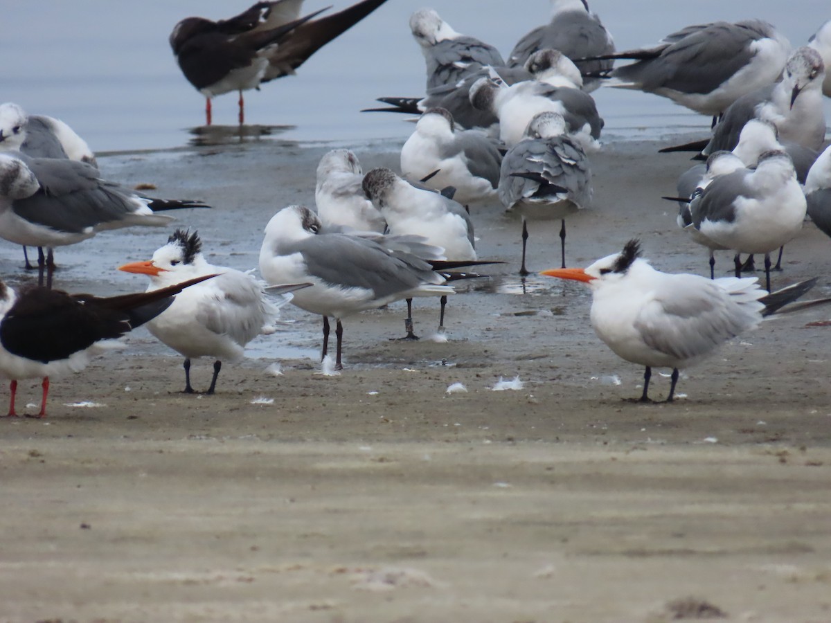 שחפית גדולה - ML646707845