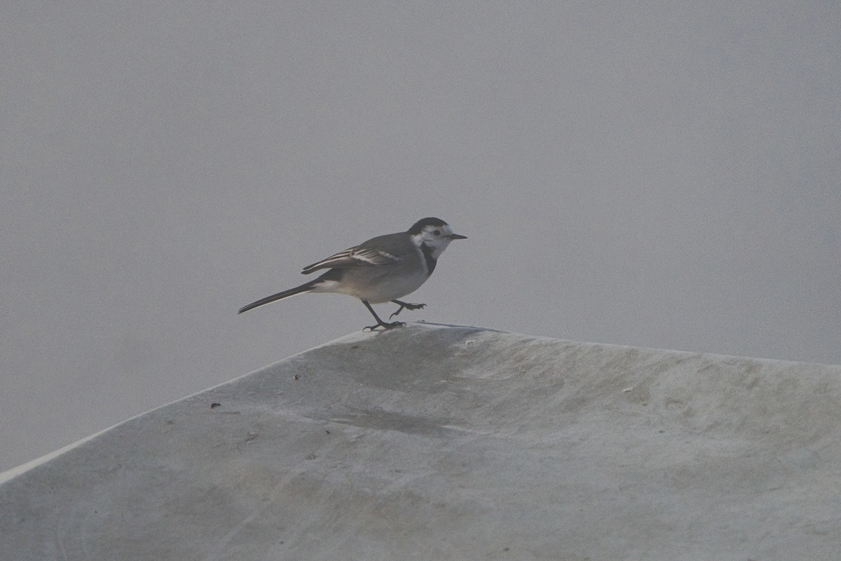 Buztanikara zuria - ML646707846