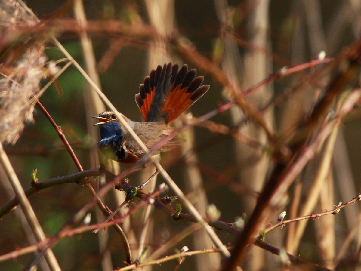 כחול חזה - ML646707848