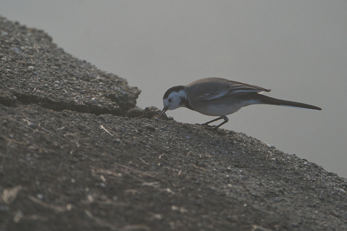 Buztanikara zuria - ML646707851