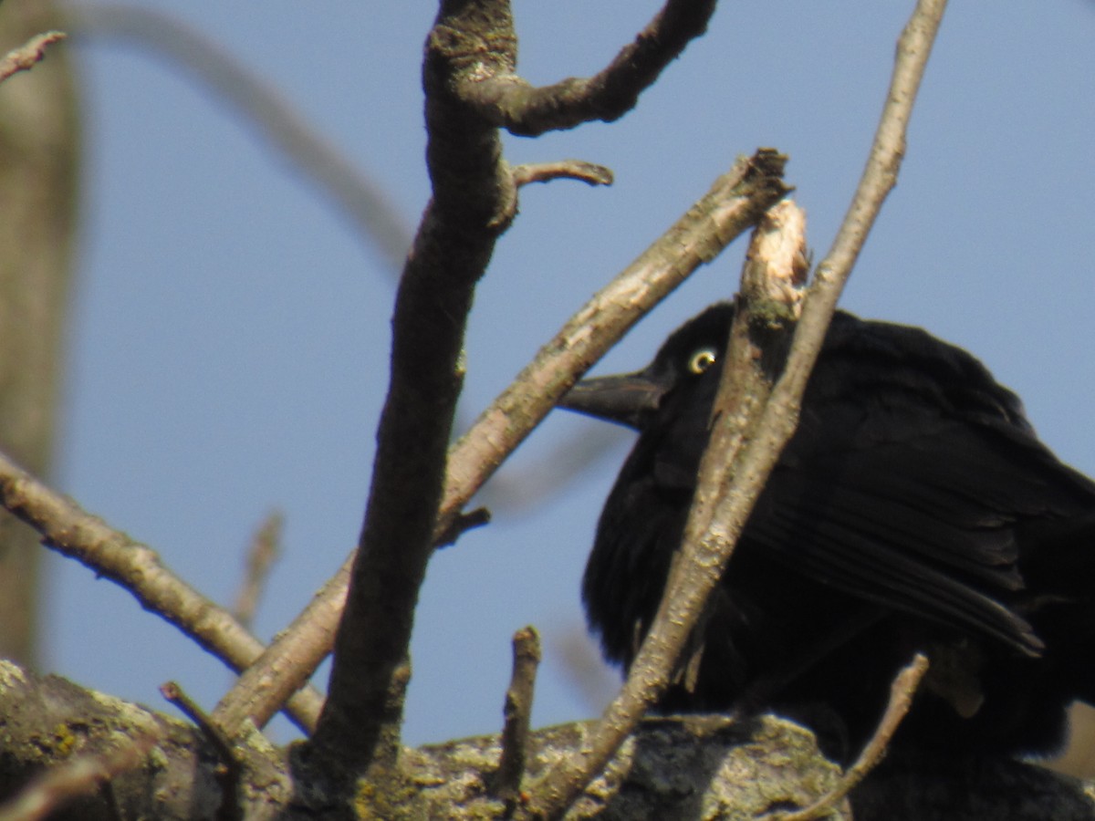 Rusty Blackbird - ML646707854