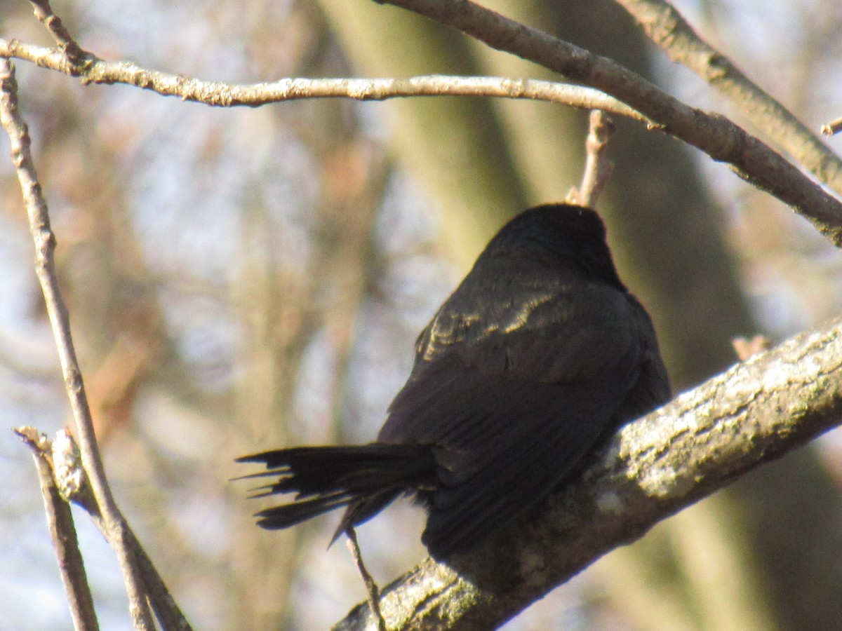 Rusty Blackbird - ML646707855