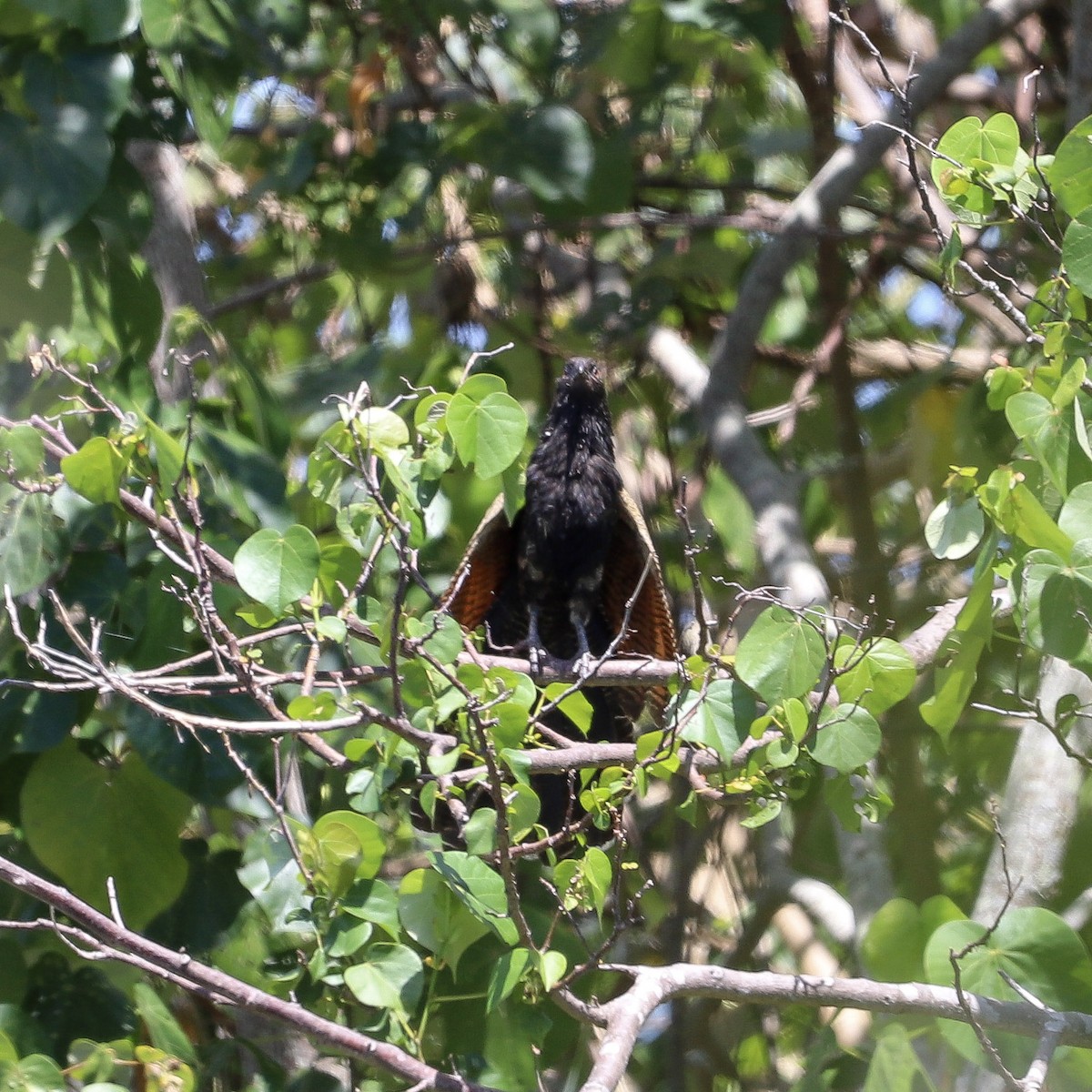 Pheasant Coucal - ML646707856