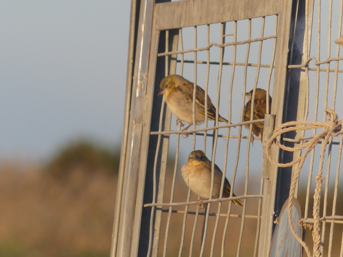 Black-headed Weaver - ML646707859