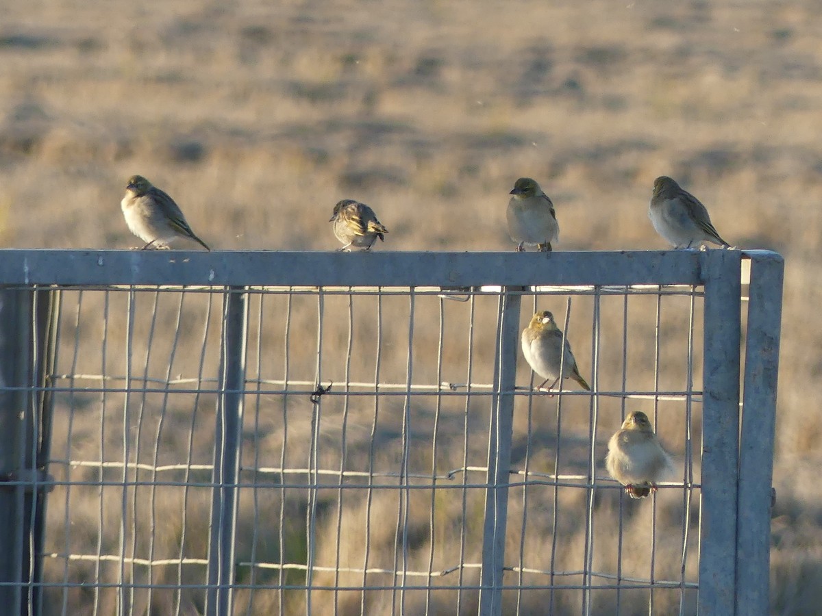 Black-headed Weaver - ML646707860