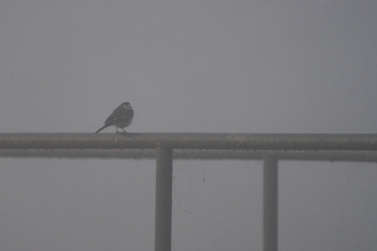 Buztanikara zuria - ML646707861