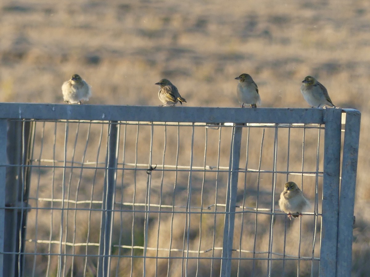 Black-headed Weaver - ML646707862