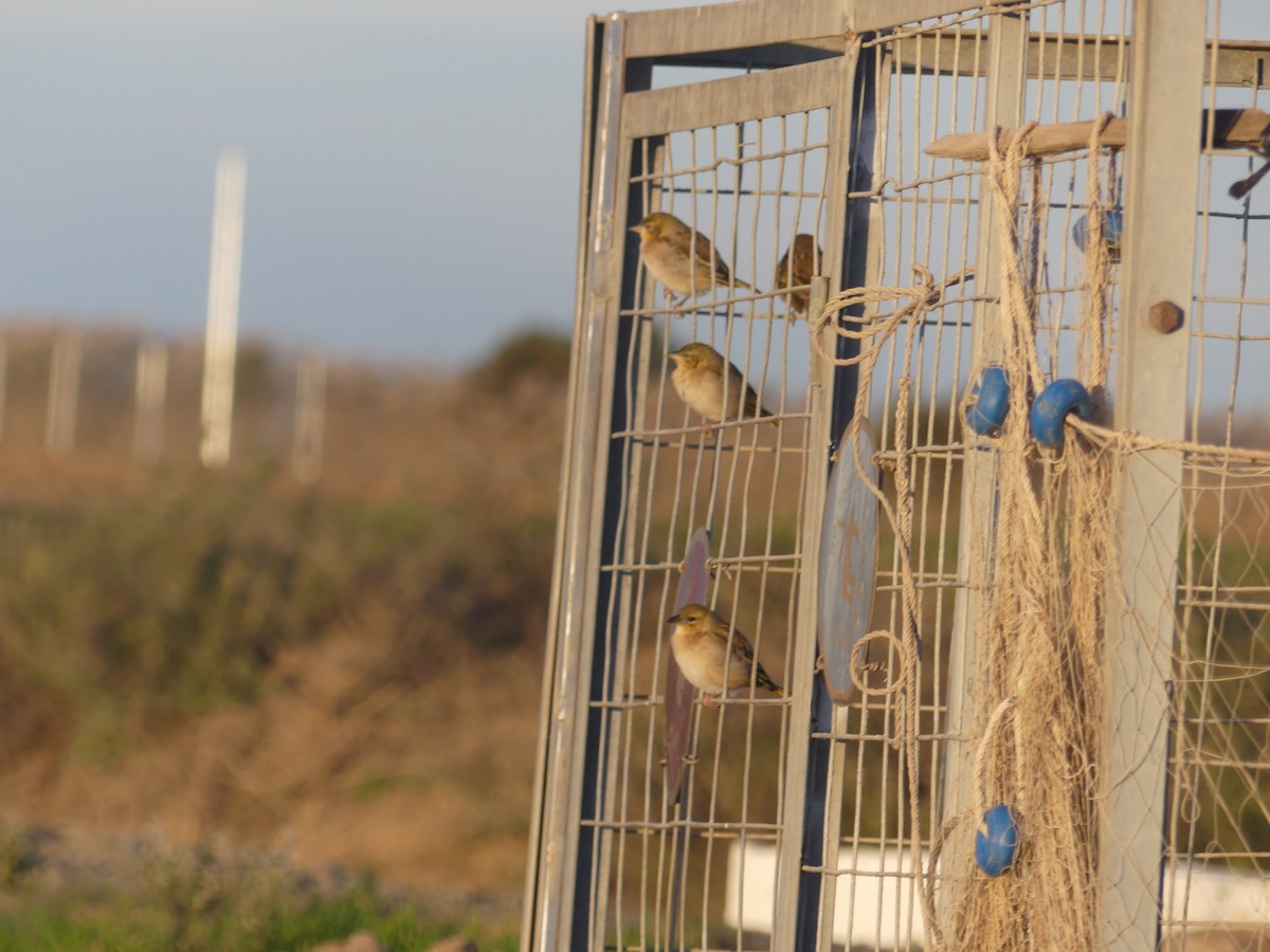 Black-headed Weaver - ML646707863
