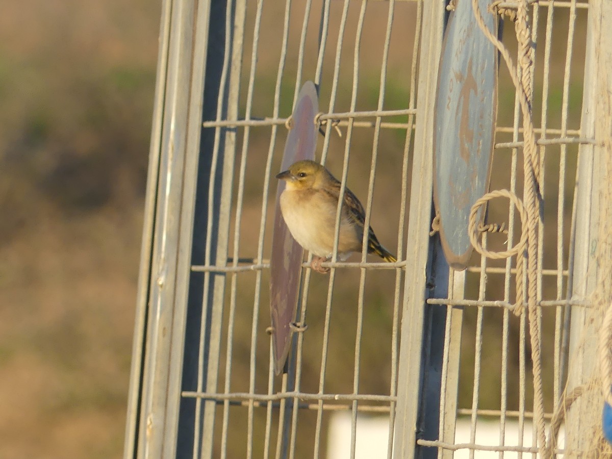 Black-headed Weaver - ML646707864