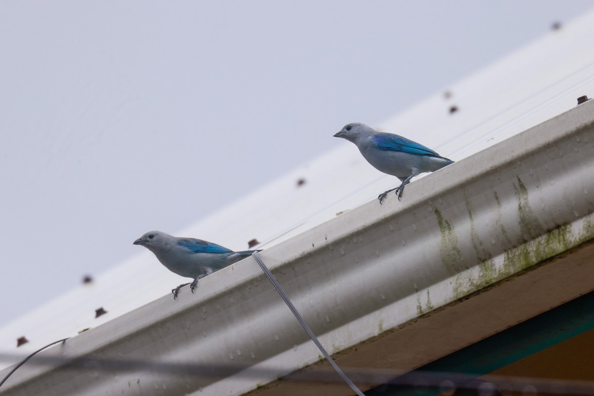 Blue-gray Tanager - ML646707867