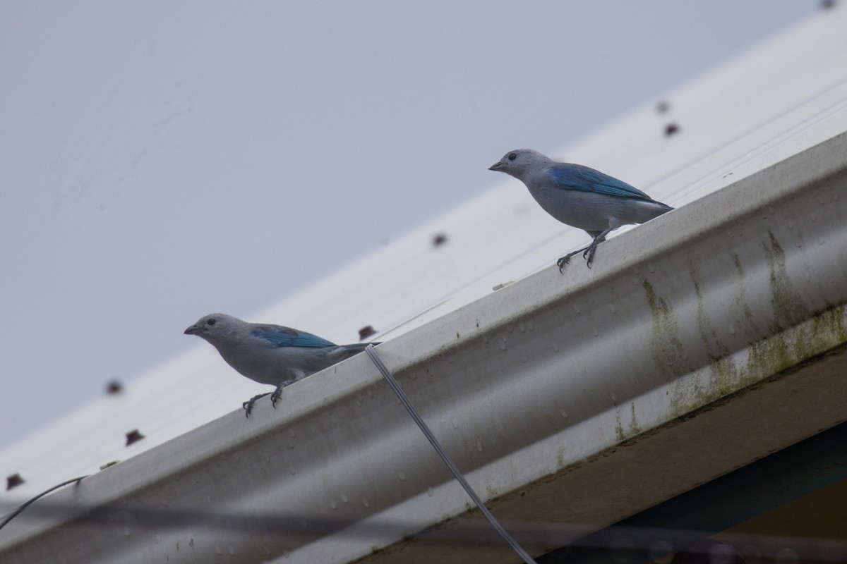 Blue-gray Tanager - ML646707868